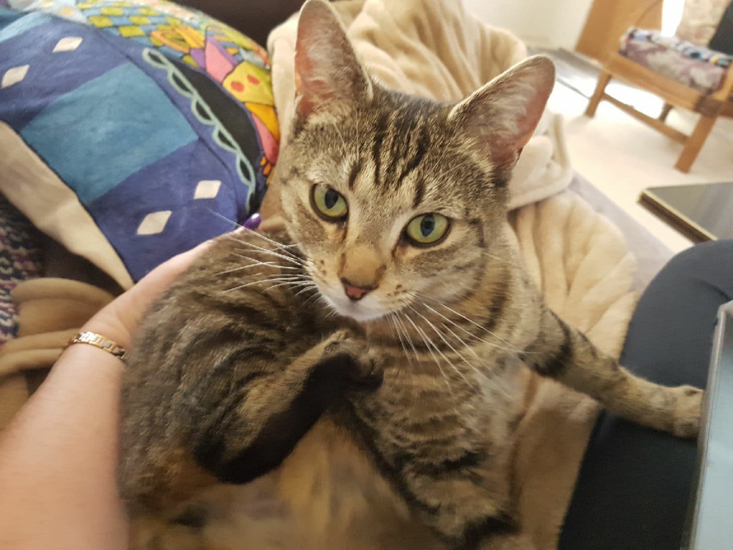 Willow