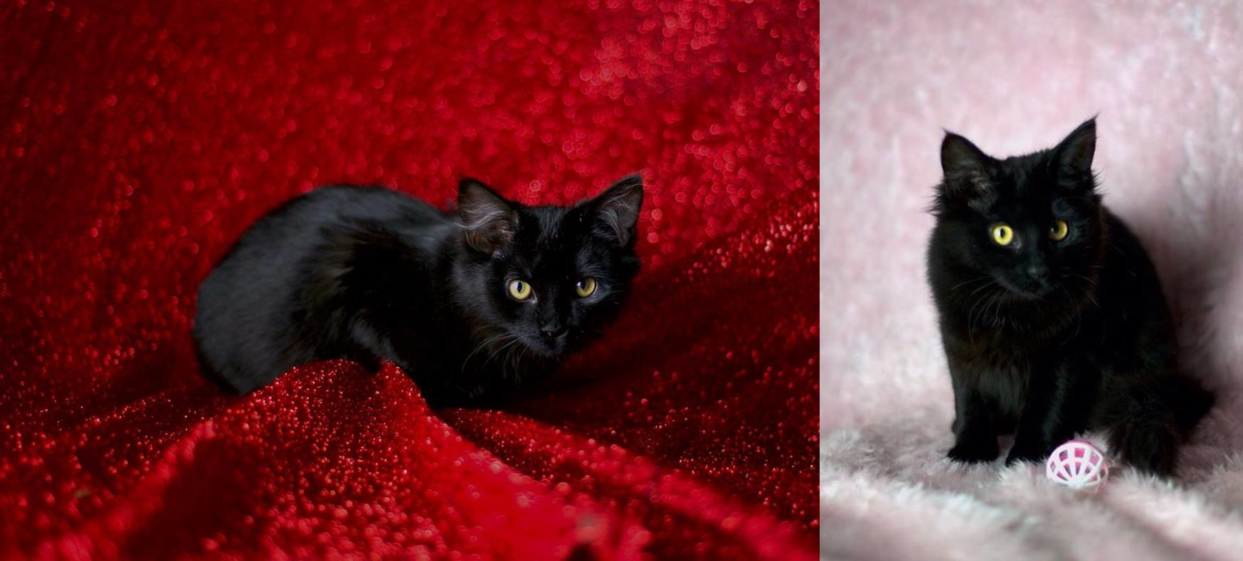 Kitten