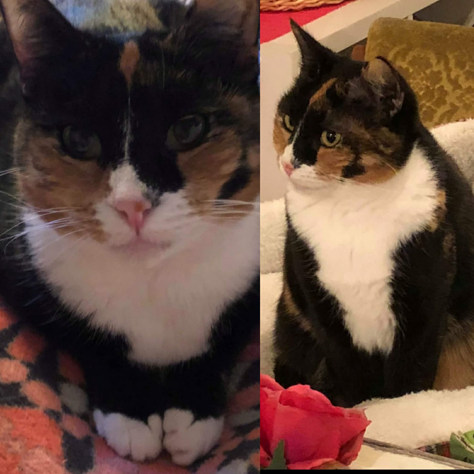 Pippa