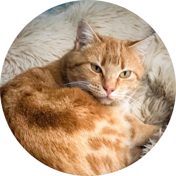 Rescue Cats Safe Haven SANCTUARY CATS Rescue Cats Safe Haven